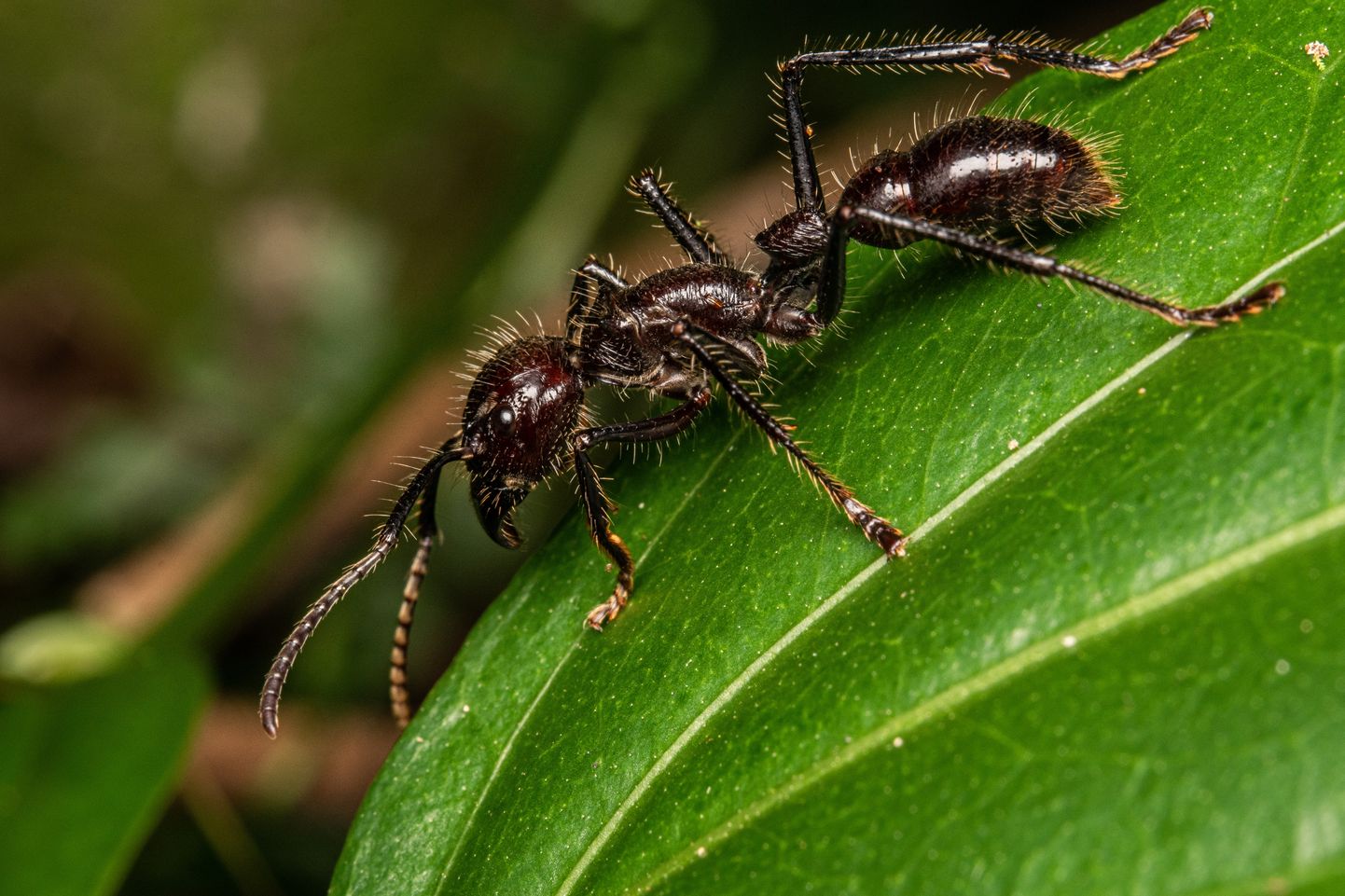 Kuulsipelgas on üks ohtlikumaid putukaliike maailmas, kes põhjustab kauakestvat valu.