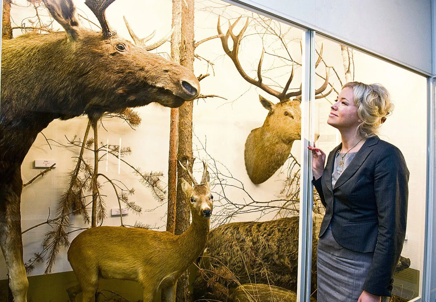Kohtumine põdraga: loodusmuuseumi värske direktriss Heidi Vilu püüab eksponaatidega inimlikku sidet luua.