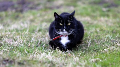 Ceturtdien gaiss iesils līdz +8 grādiem