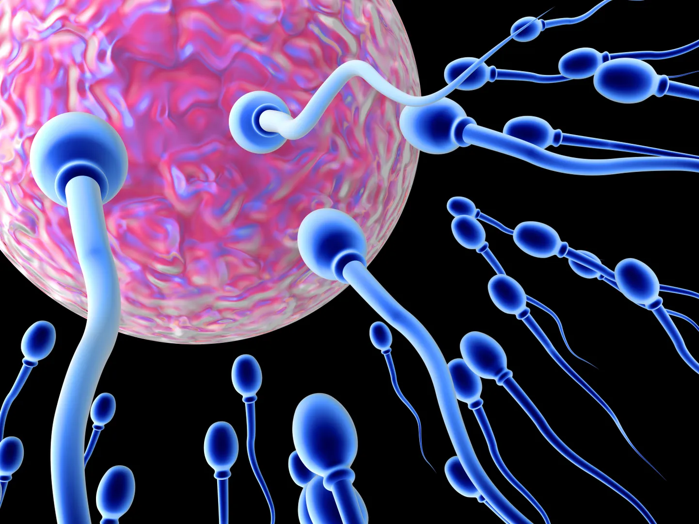 Spermatosoidid.