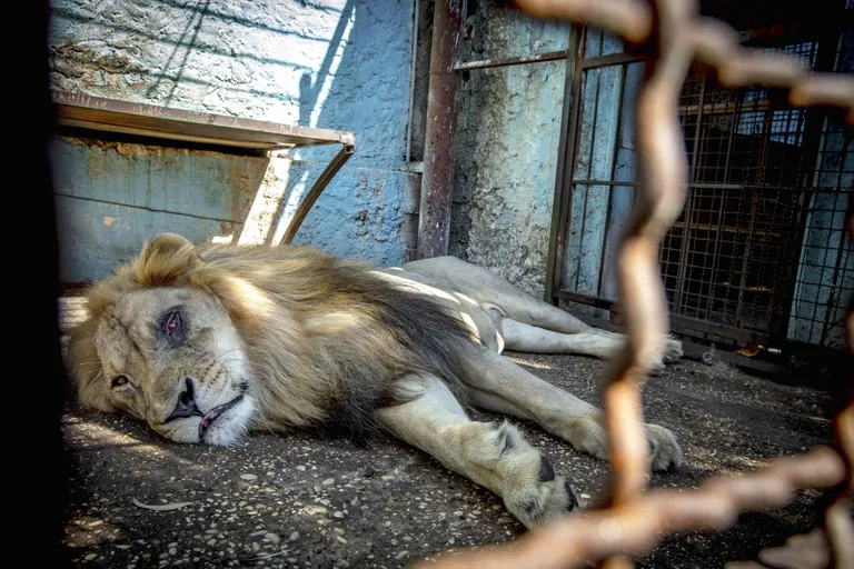 Tegemist on Safari Park Zoo nime kandva asutusega ja see asub Albaanias