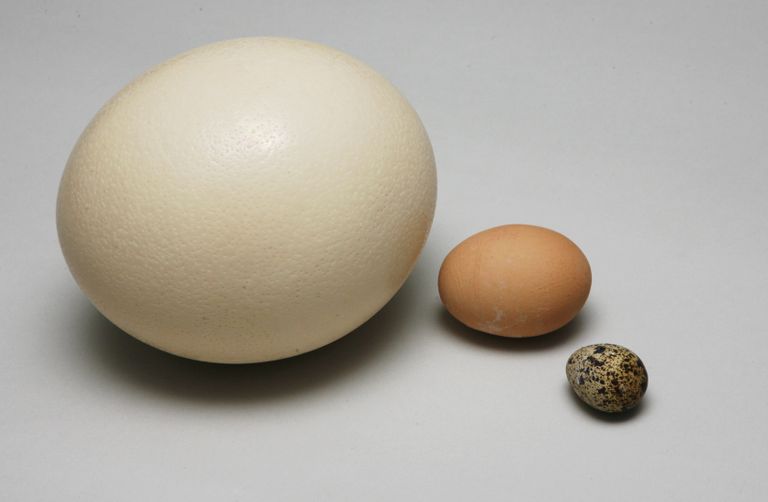 Страусиное яйцо, куриное яйцо и перепелиное яйцо. Для детей более полезными будут перепелиные яйца.