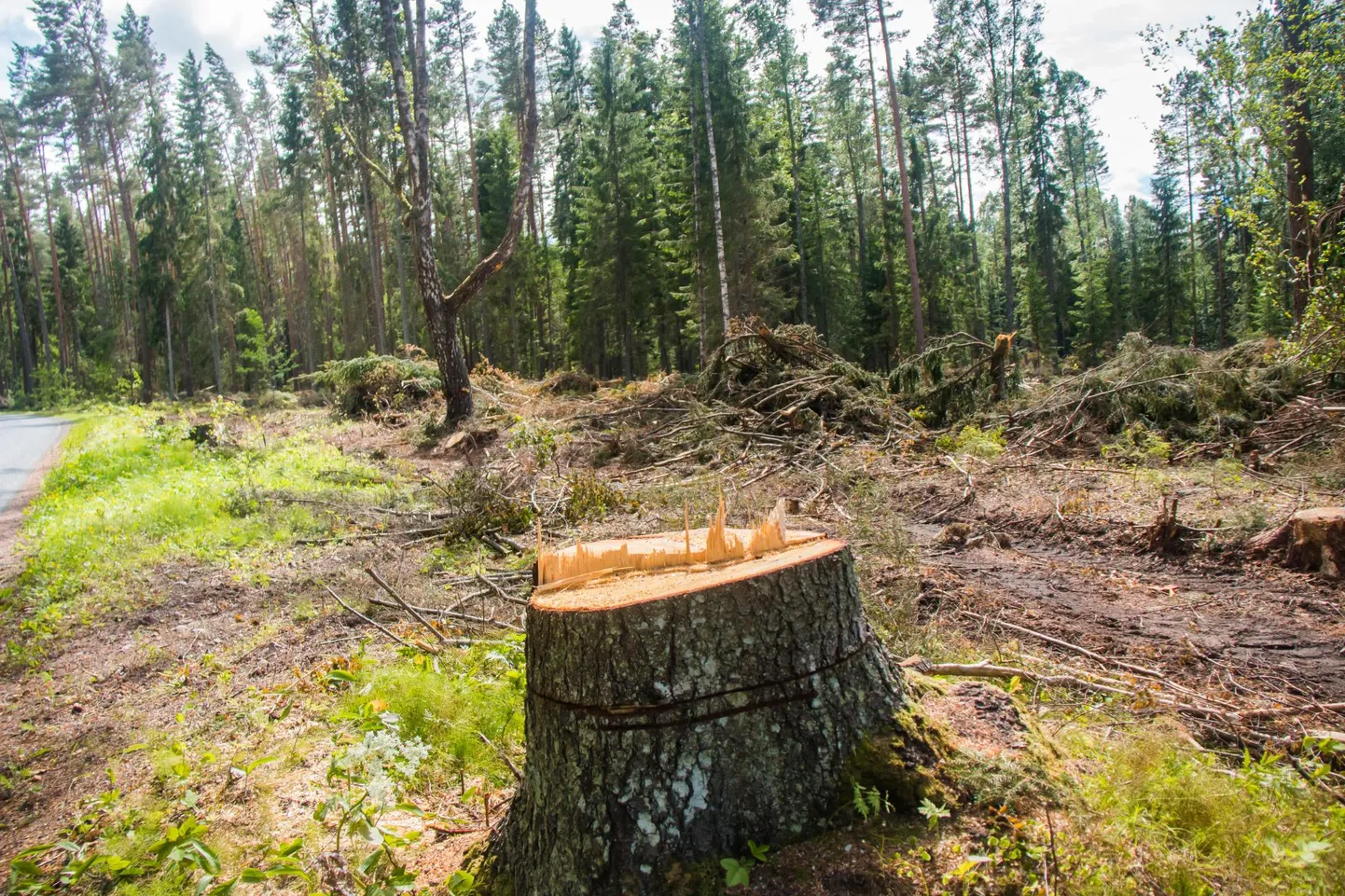 Harjumuspäraste metsamaastike asemele ilmuvad kännud ja võsa.