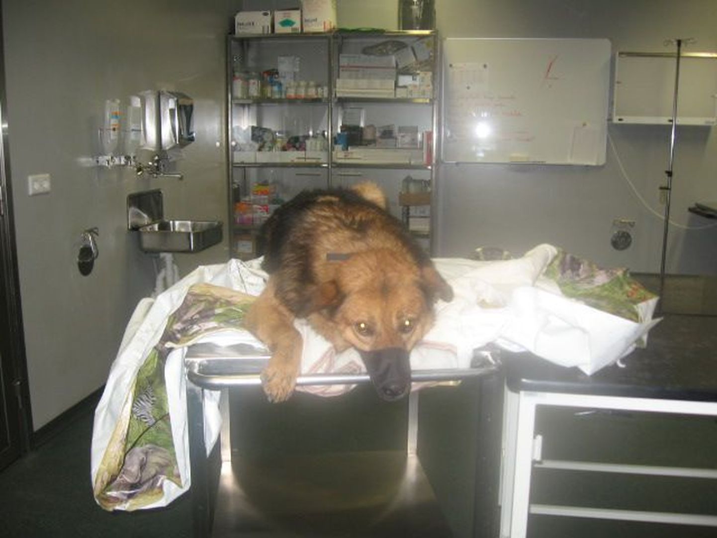 Autolt löögi saanud koer vajab raviks kirurgilist abi.