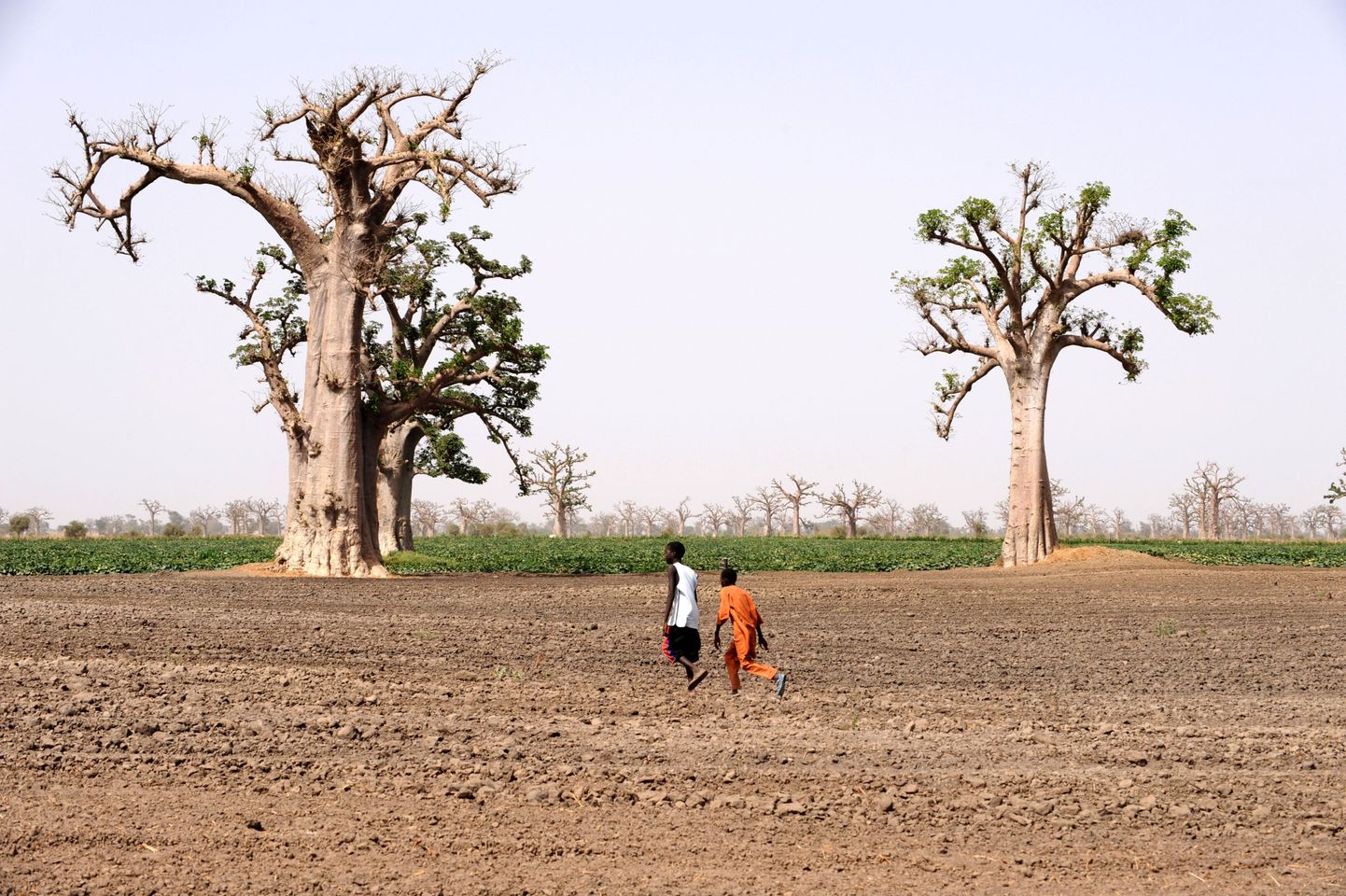 WWF: Aafrikas on jõutud ökoloogilise piirini