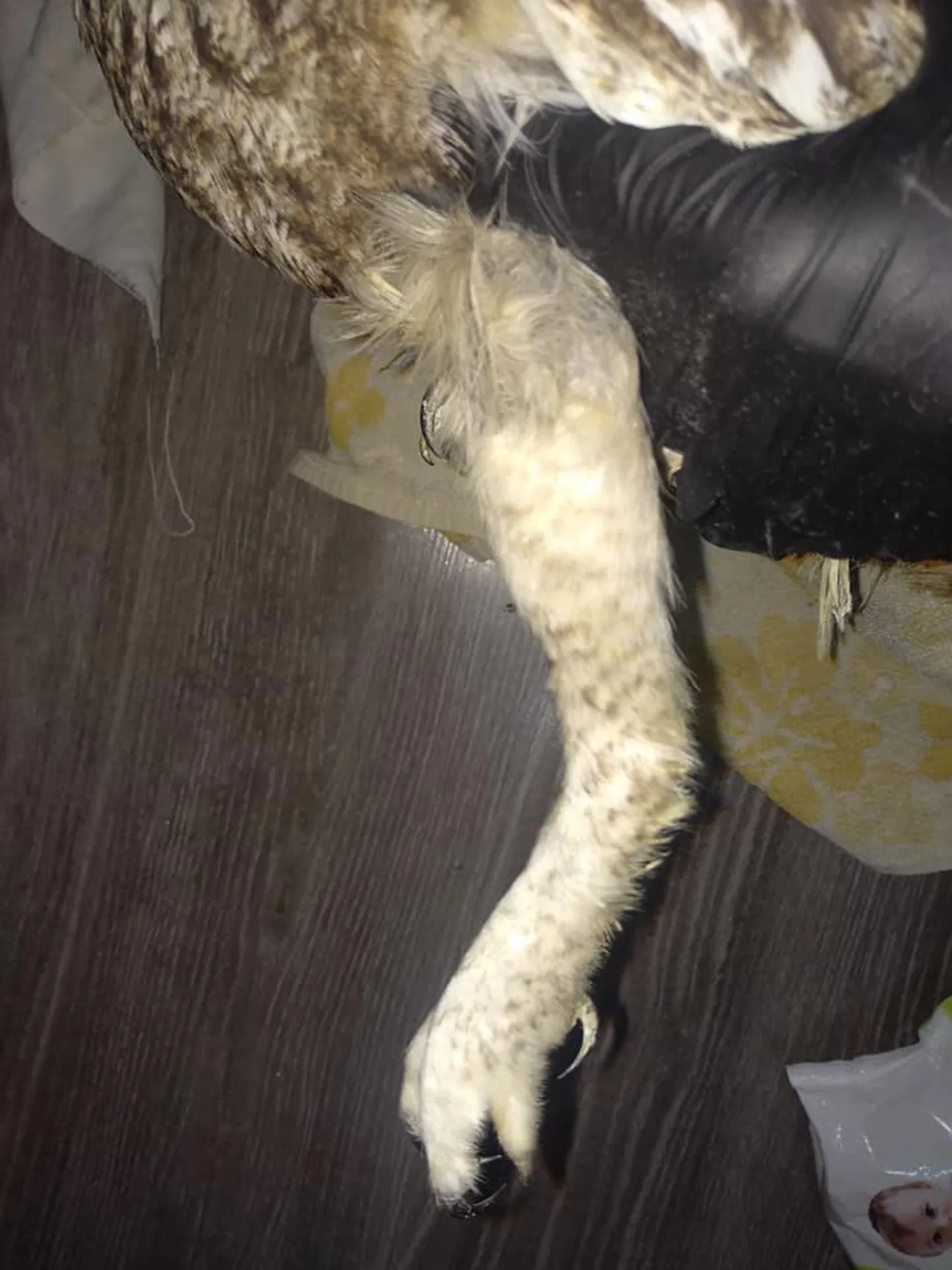 Kaku jalg ongi nii pikk ja sihvakas ehkki tavapäraselt see sellisena välja ei paista.