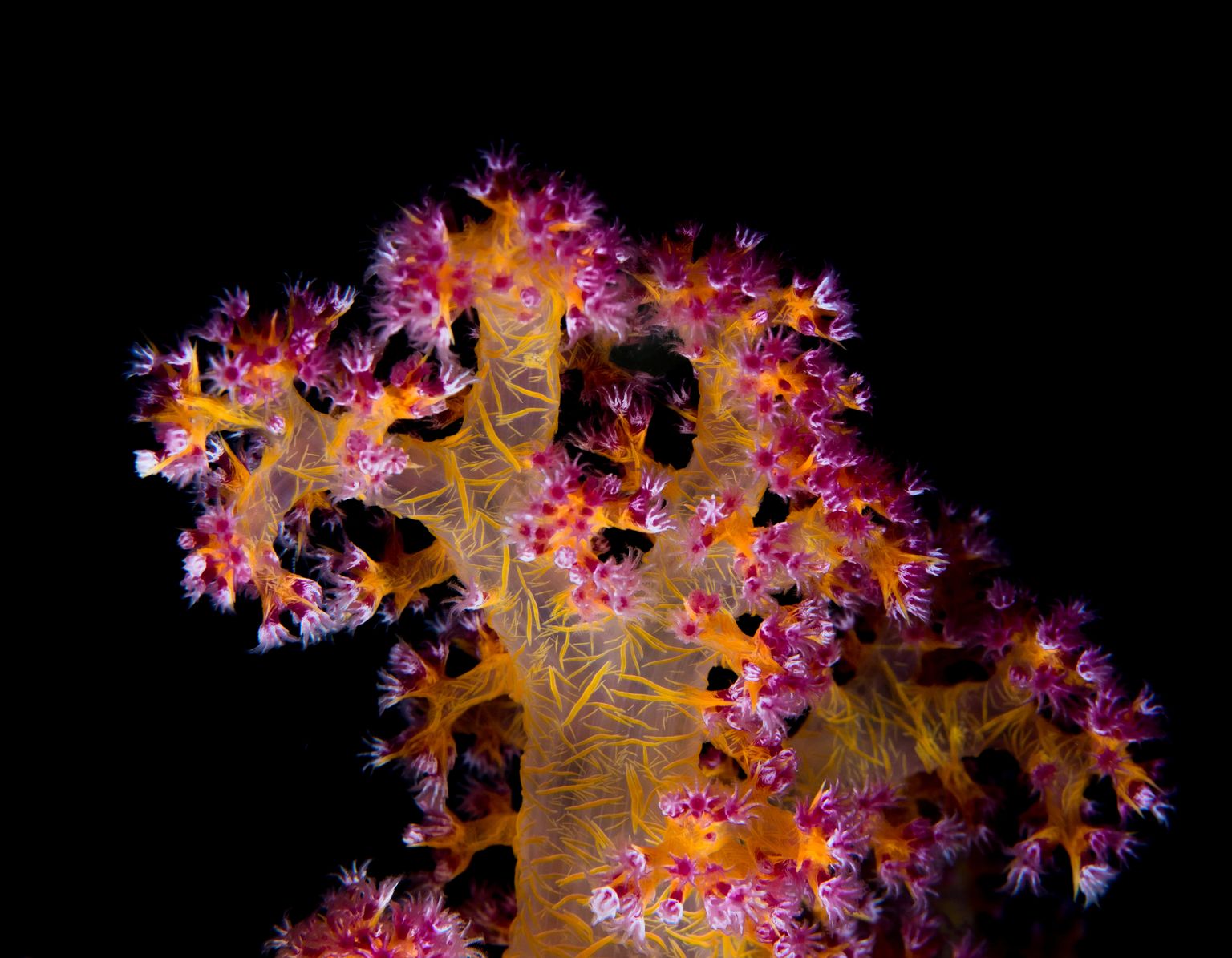 Teadlased usuvad, et koralle saab kaitsta probiootikumidega