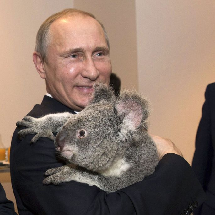 Путин сфотографировался с коалой