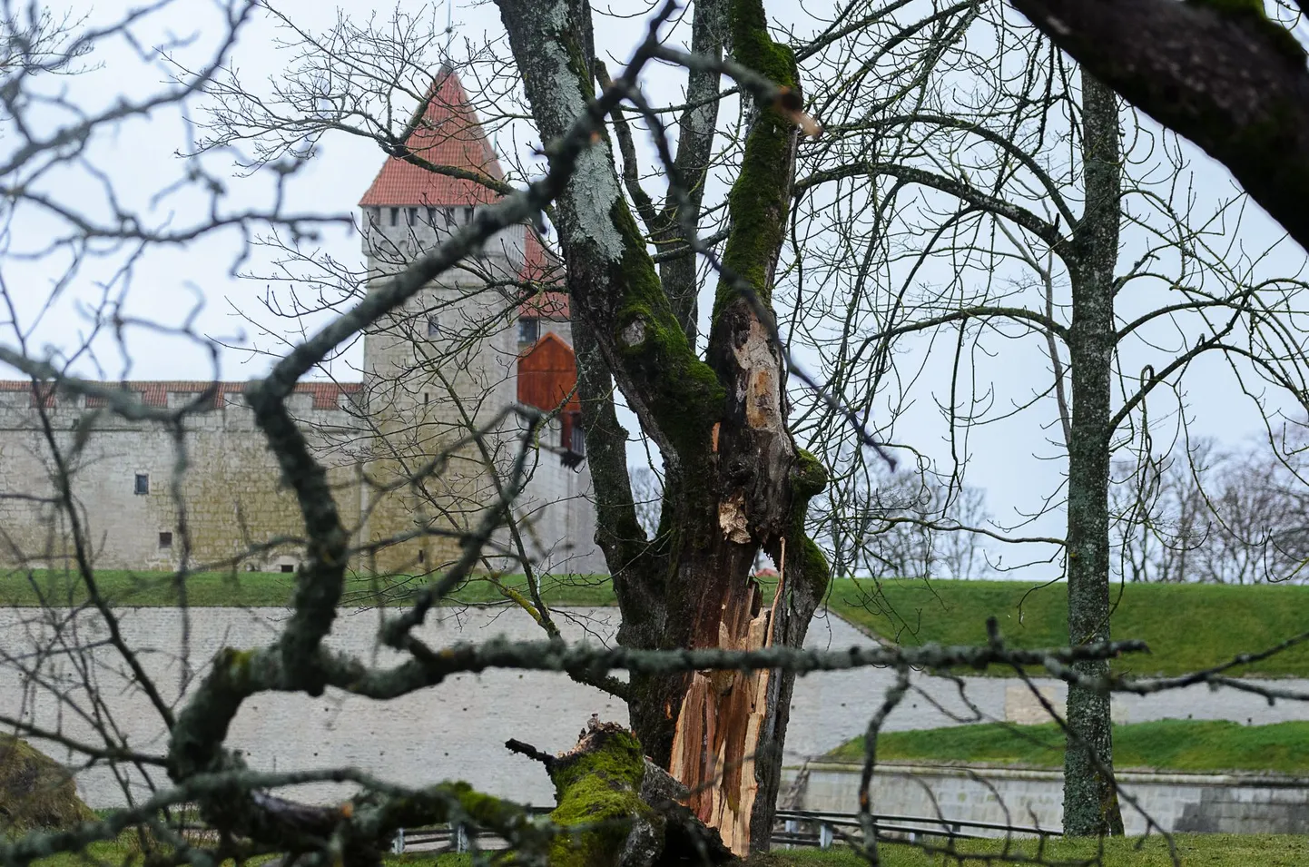 Сломанное ветром дерево на Курессааре.