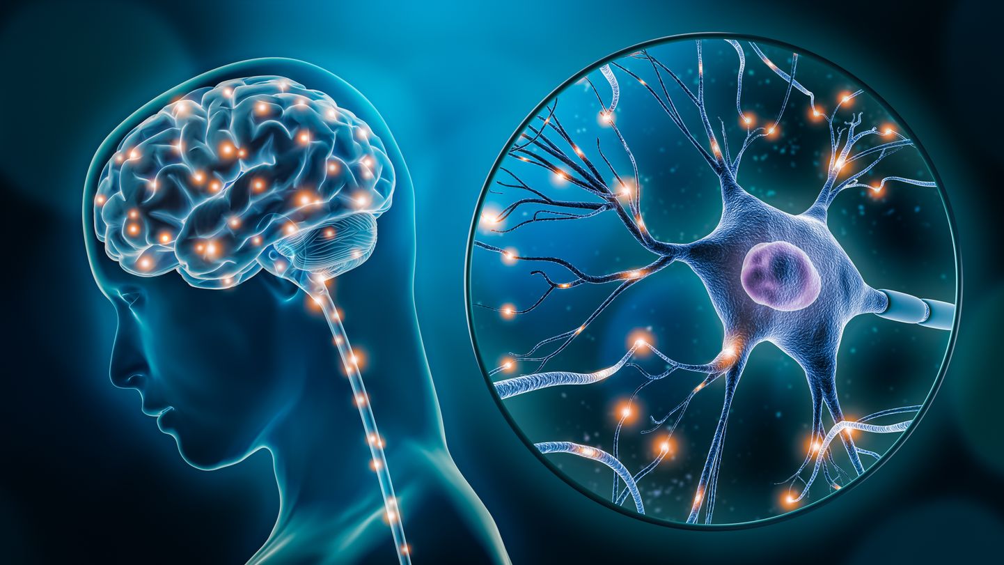 Cilvēka smadzenes un neironi. Ilustratīvs attēls