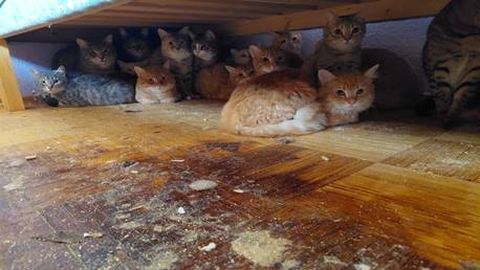 EHMATAV LEID ⟩ Pärnus võeti omanikult ära 28 kassi