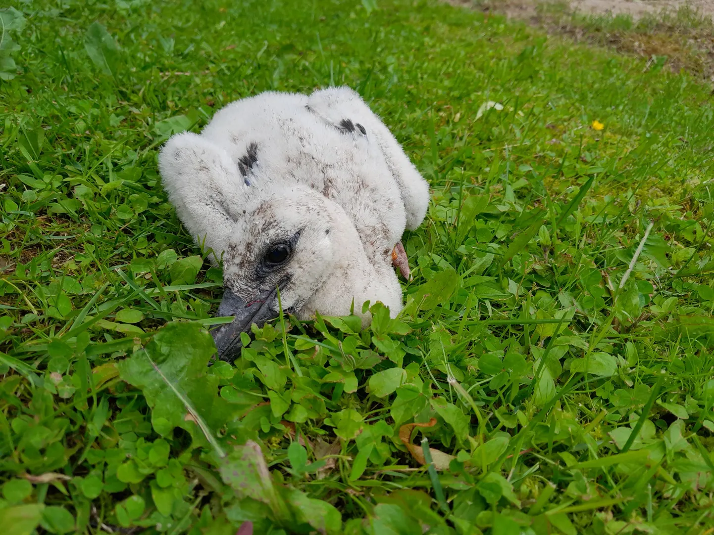 Pärnumaal käisid päästjad Saarde vallas Kärsu külas aitamas tagasi pessa sealt välja kukkunud kurepoega.