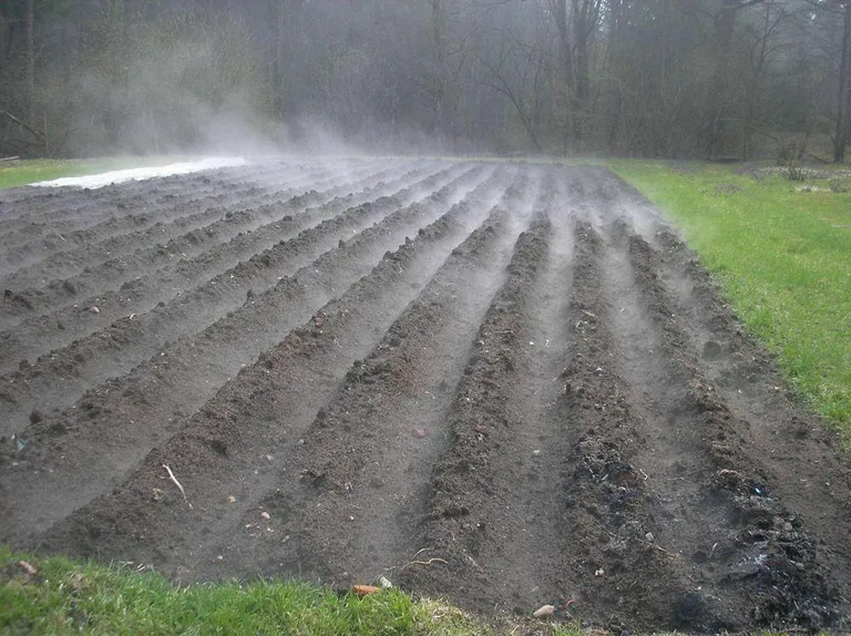 Potato rows in spring. The photo is illustrative.