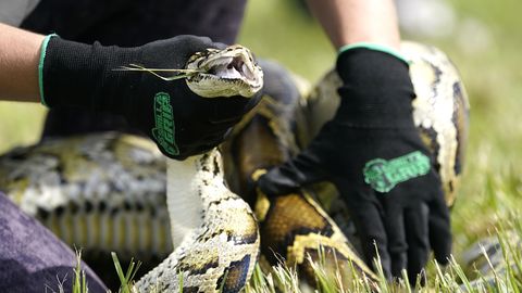 VIDEO ⟩ Florida üritab robotküülikute abil kaitsta kohalikku loodust püütonite hävitustöö eest