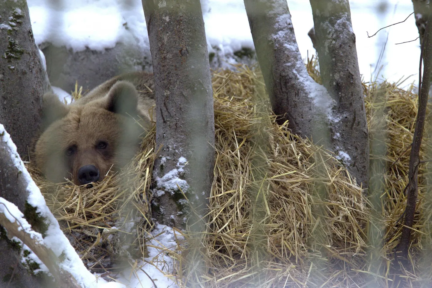 Elistvere loomapargi karu ehitab küll omale pesa, kuid käib sellel vaid pikutamas. Pikka talve­uinakut sealne mesikäpp ei tee.