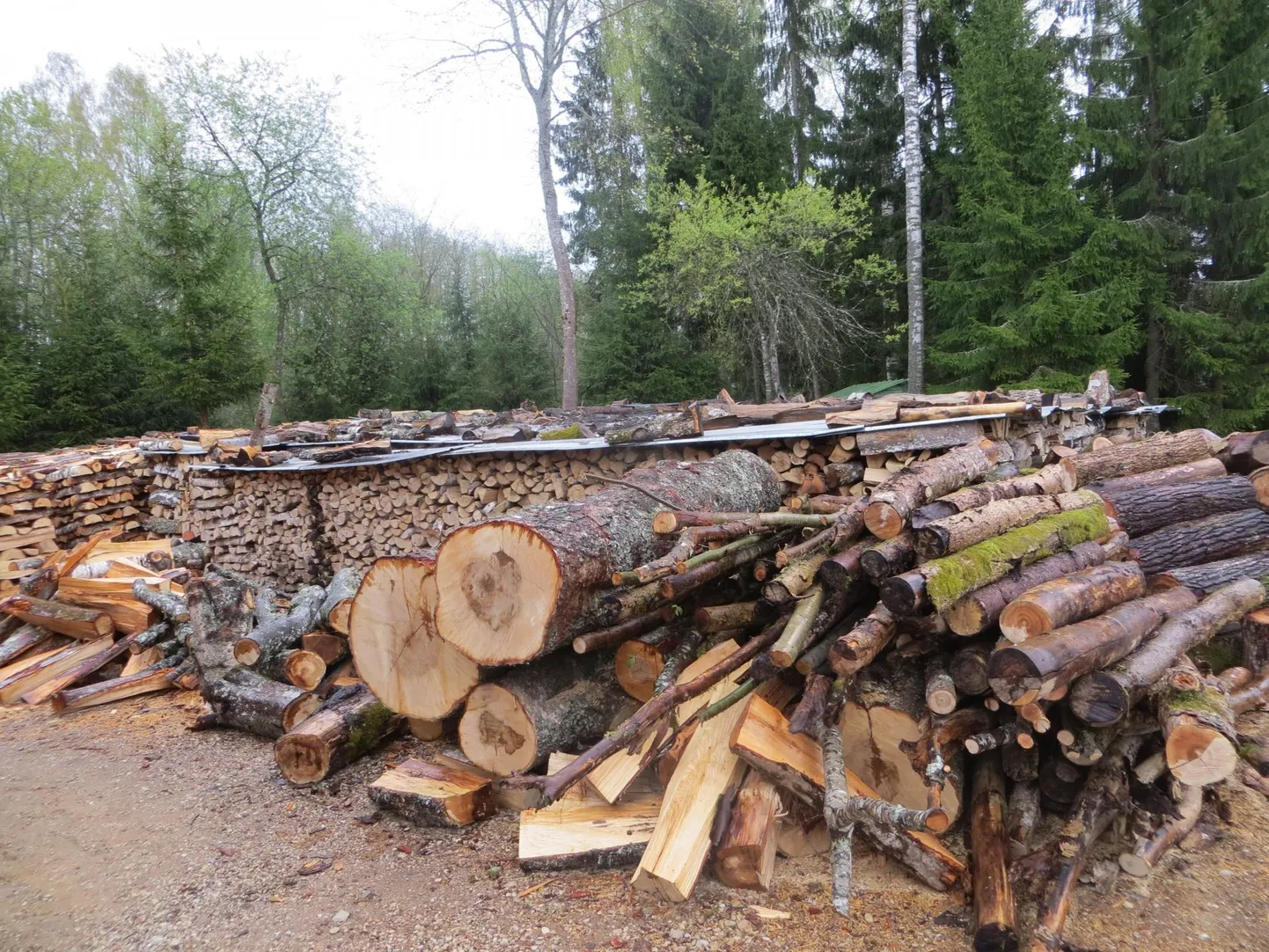 Mees oli järve ääres puid raiumas. Foto on illustratiivne.