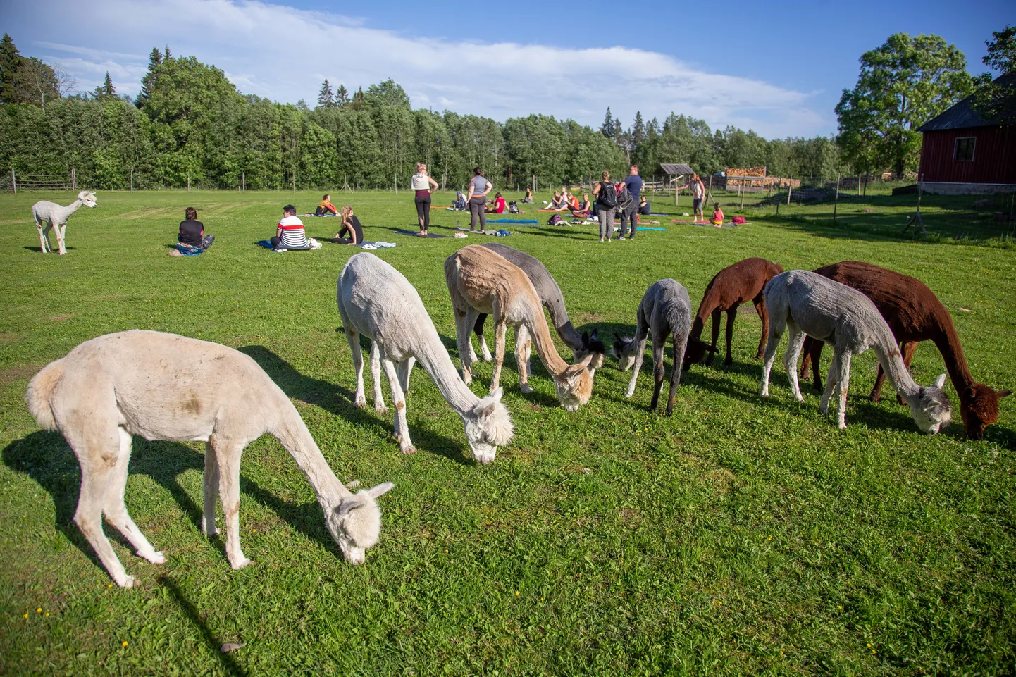 Wile Farm. Alpakajooga.
Foto: Dmitri Kotjuh/ Järva Teataja