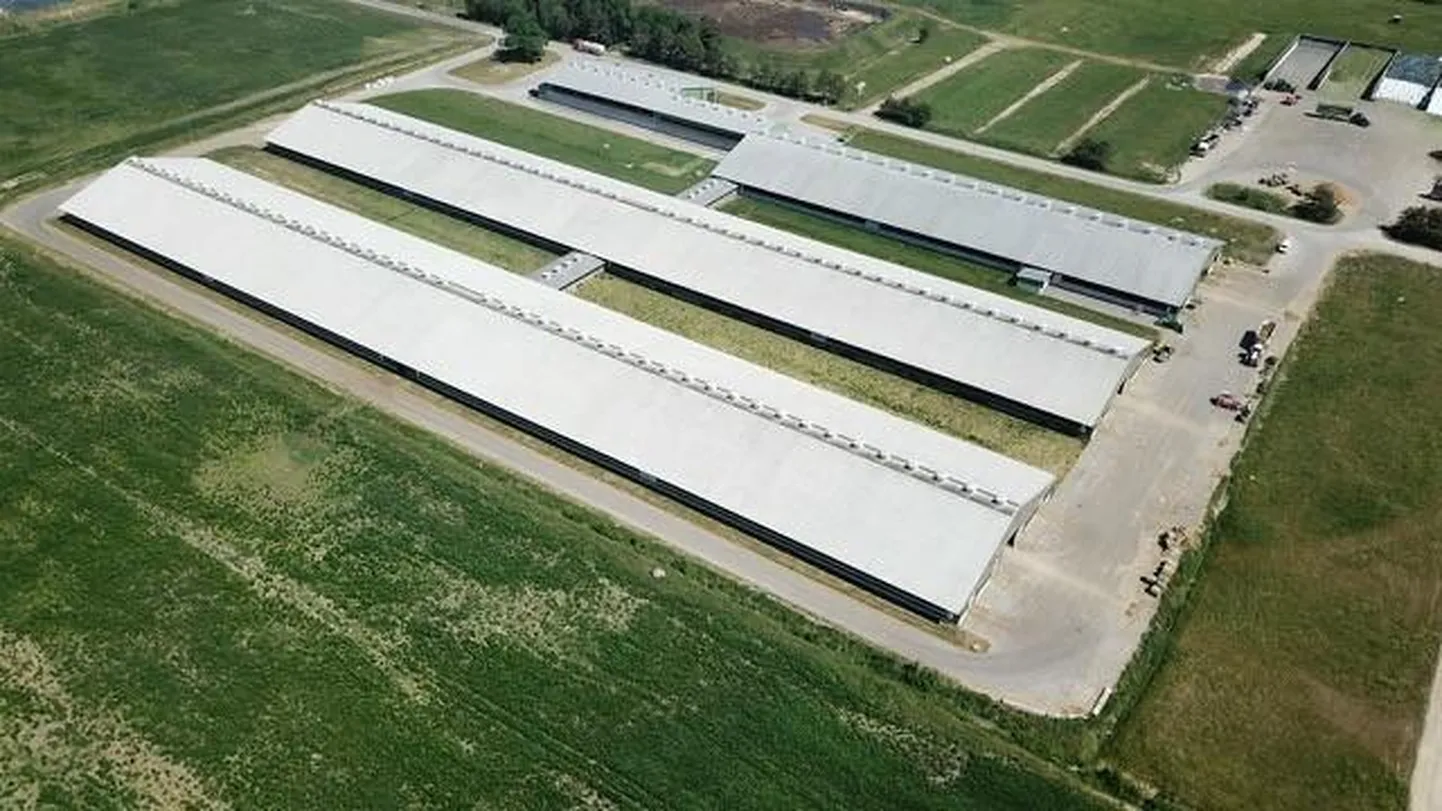 Halinga lüpsikarja ja noorloomade arv ulatub üle 3000 ning haritava maa suurus 3700 hektarini.