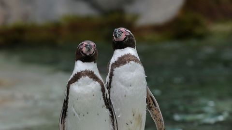 Реакция пингвинов на мыльные пузыри умилила Сеть