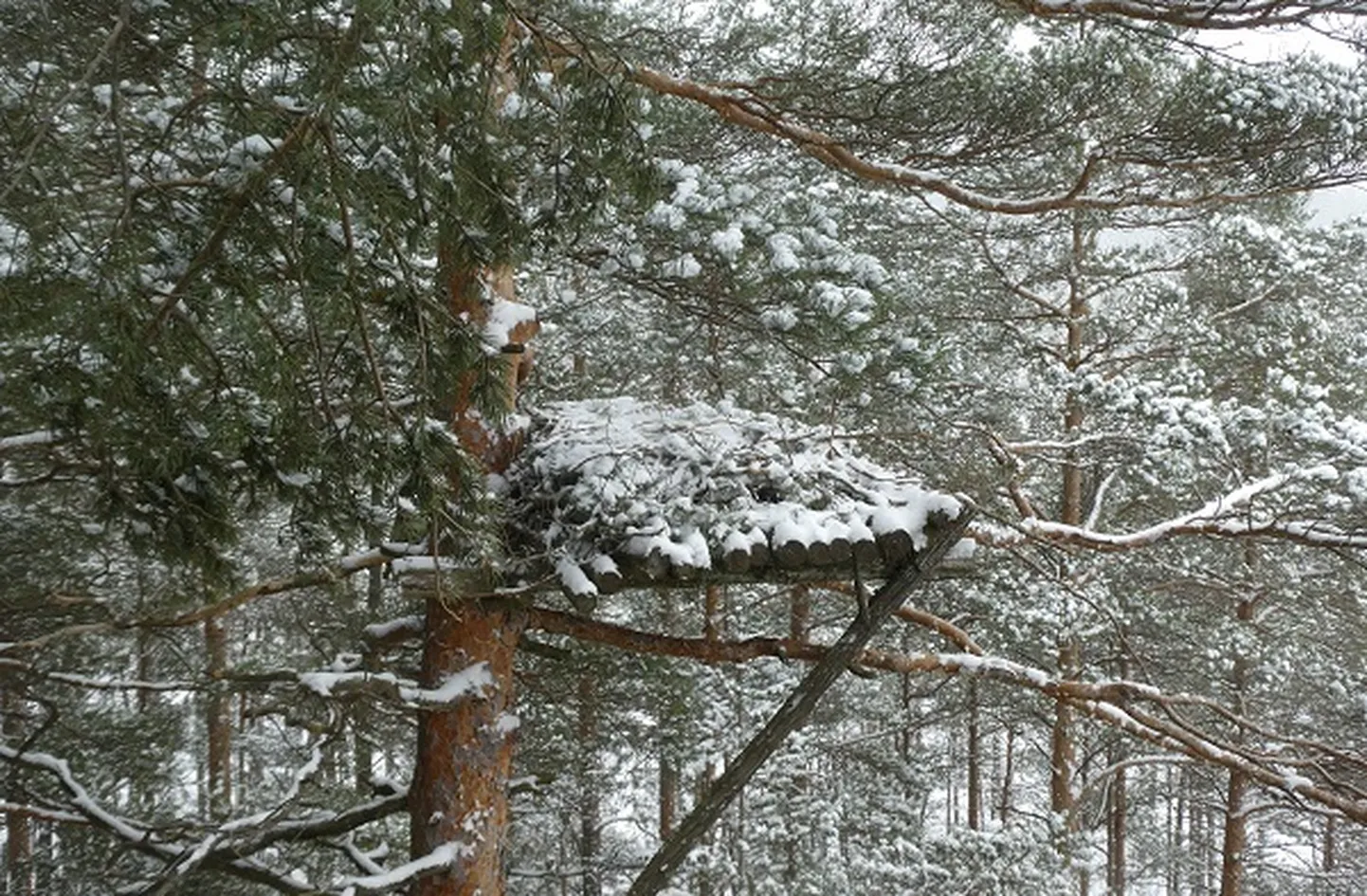 Raksta foto