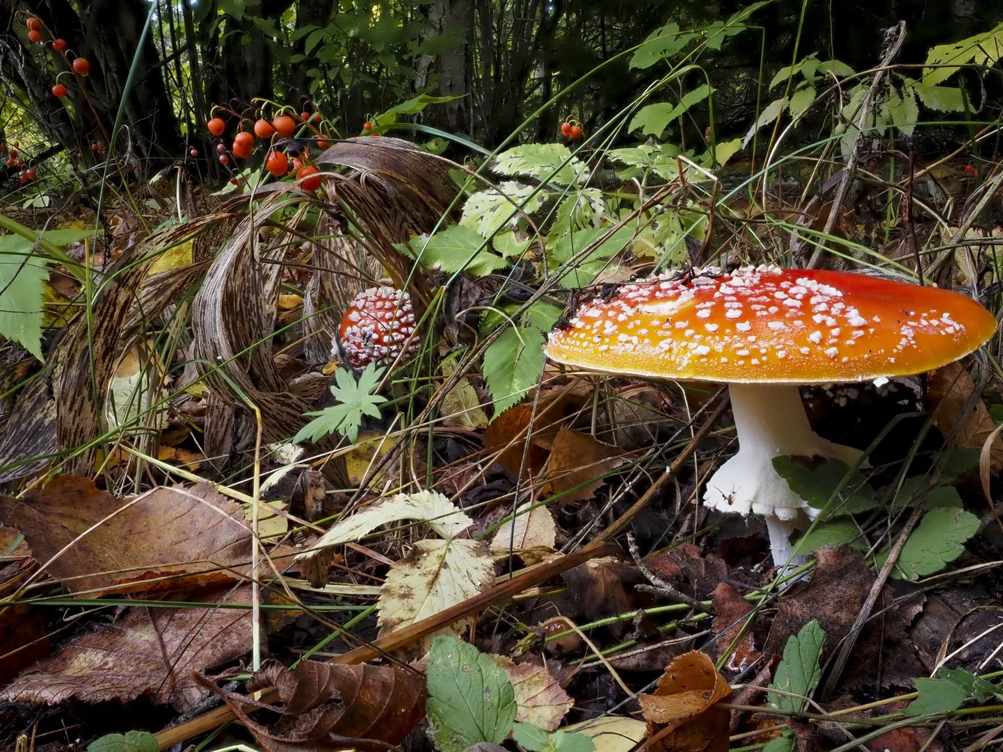 Nii leekivalt punased kärbseseened kui maikellukese marjad on inimesele mürgised.