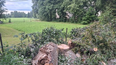 Liiklejaid ohustanud vana pärn leidis oma lõpu