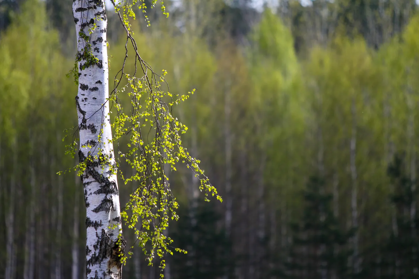 Kuivatatud kaselehti on hea jahvatada rohejahusse ja maitsesoola lisandiks.
