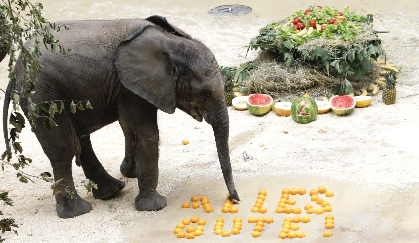 Sünnipäevalaps Tuluba Viinis Schönbrunni loomaaias. Poolikutest apelsinidest on laotud Alles Gute! (Kõike head!).
