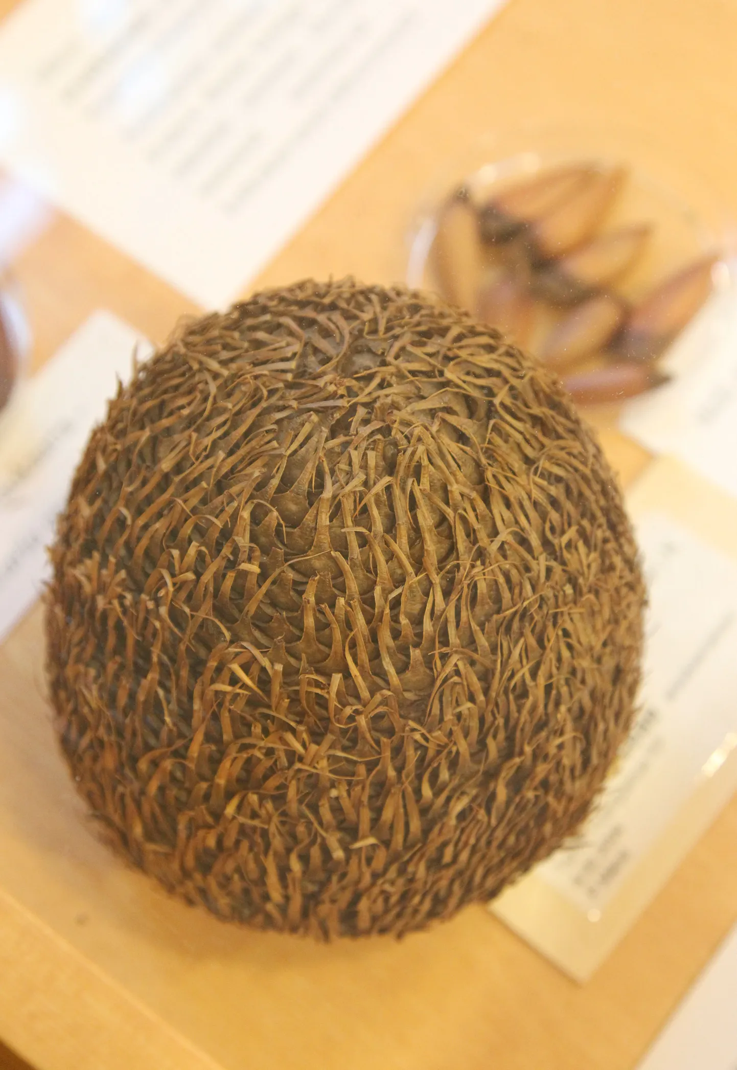 Pähkel mis pähkel?! Ei, see on Tšiili araukaaria käbi, selgub Tartu ülikooli botaanikaaias avatud pähklinäitusel.