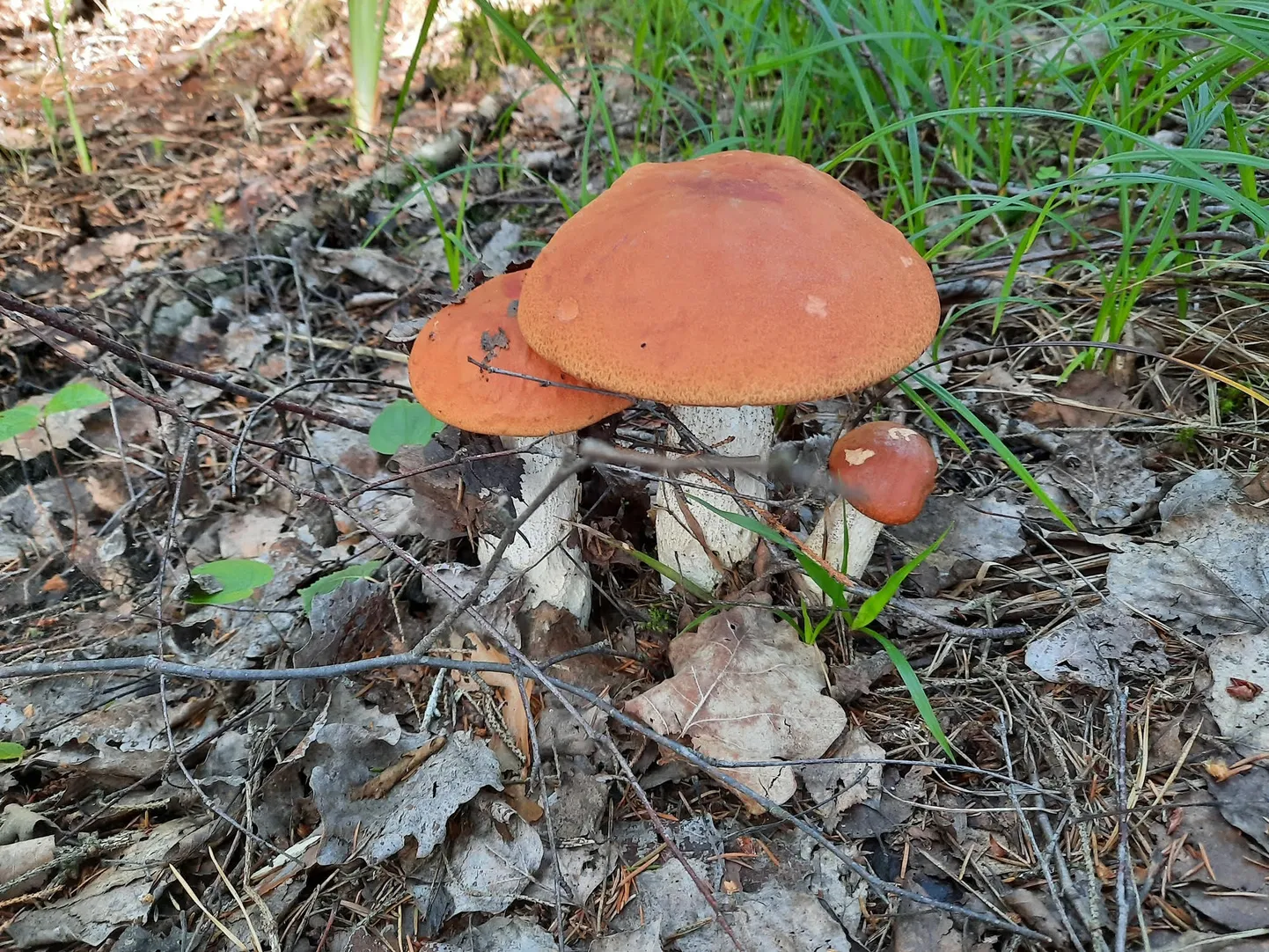 Raksta foto