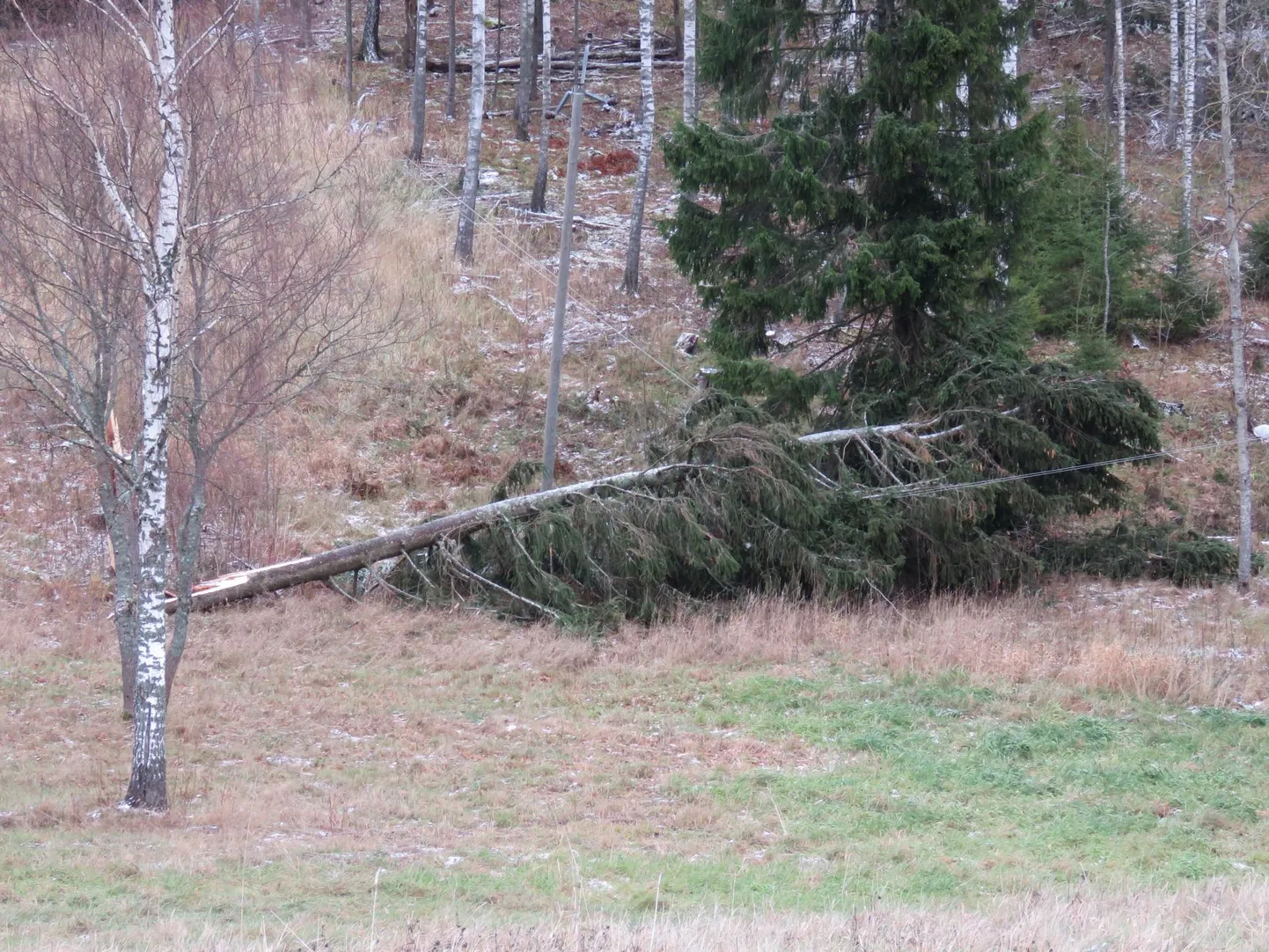 Murdunud puu. Foto on illustratiivne.