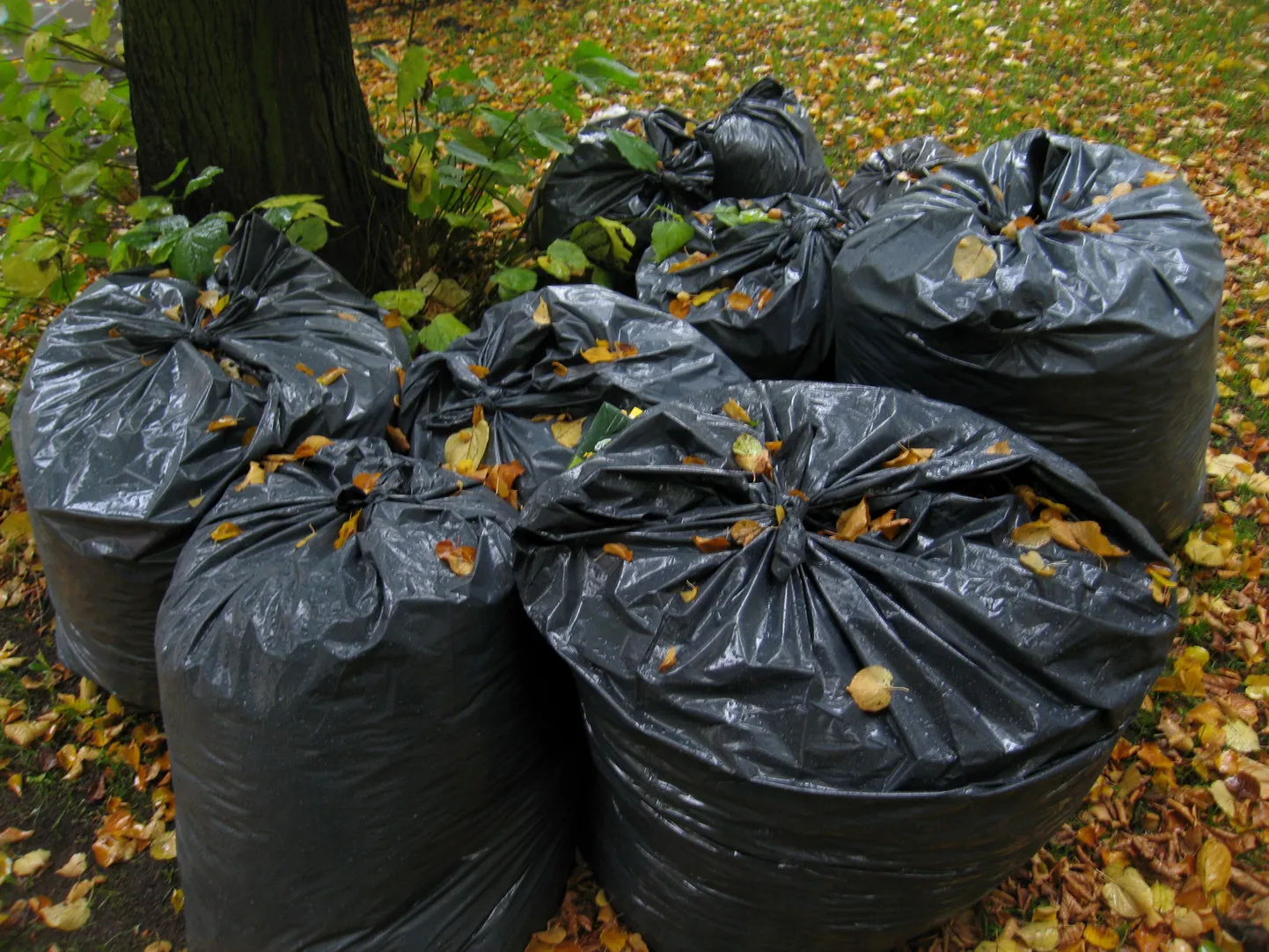 Мешки с листьями.