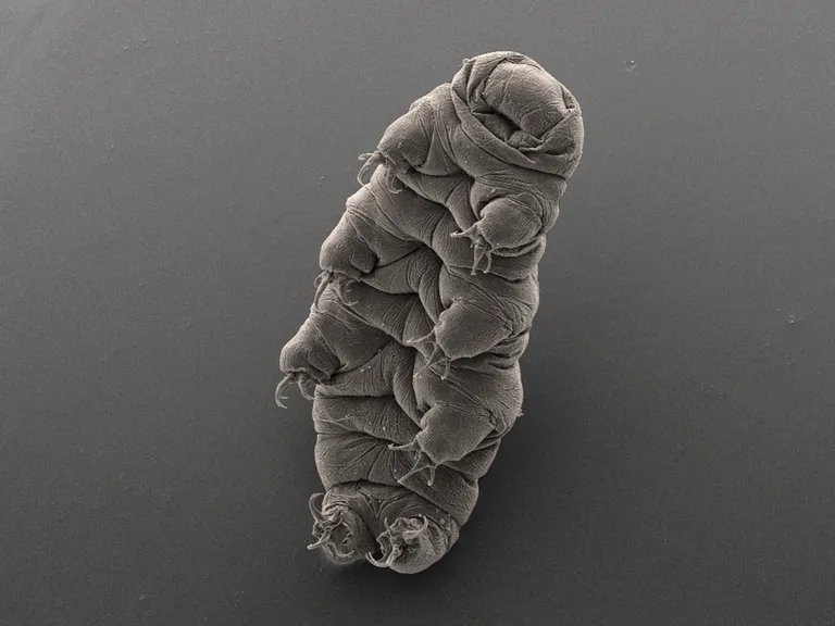 Loimur ehk tardigraad