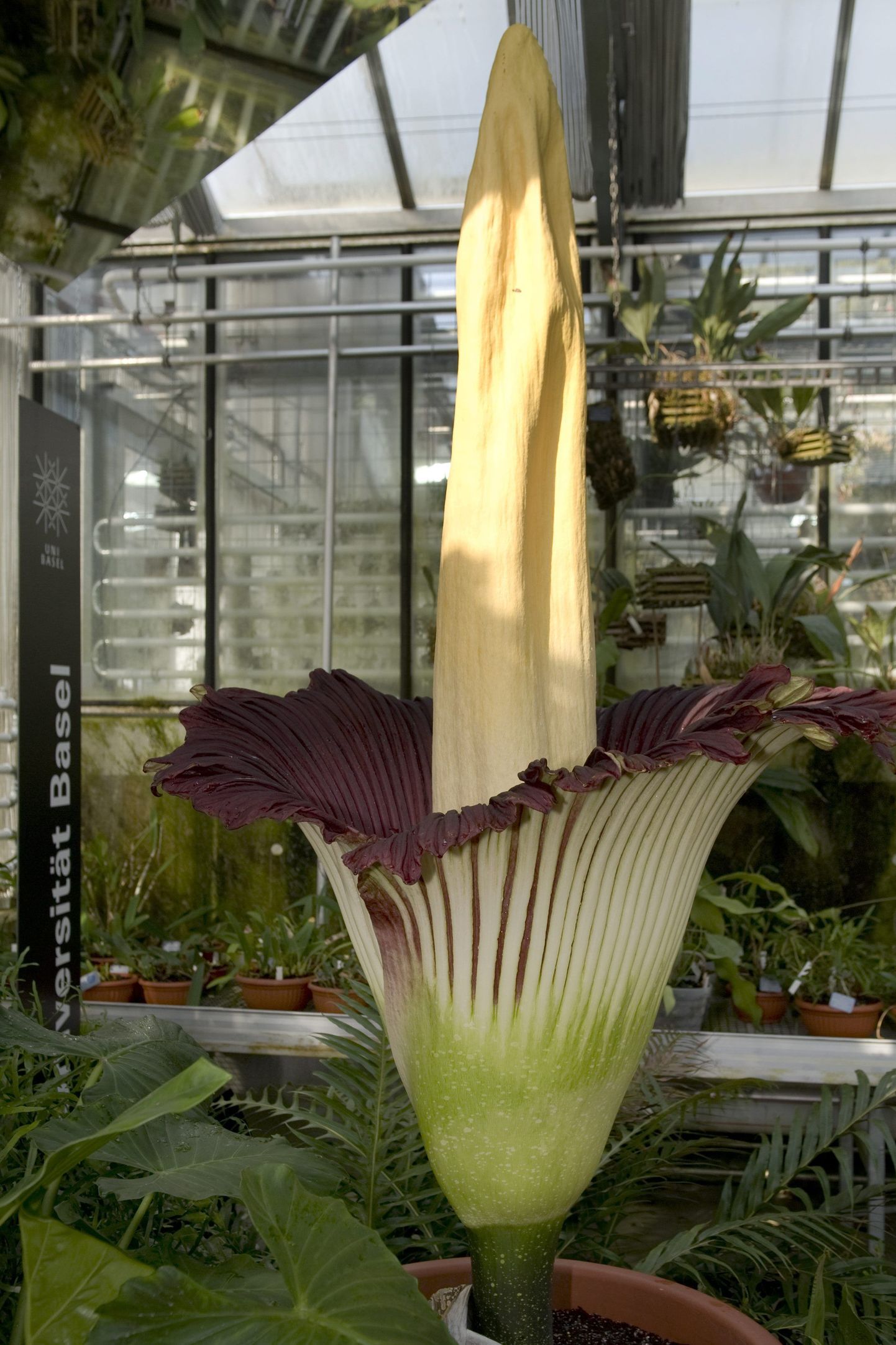 Аморфофаллус или "трупный цветок". Иллюстративное фото.