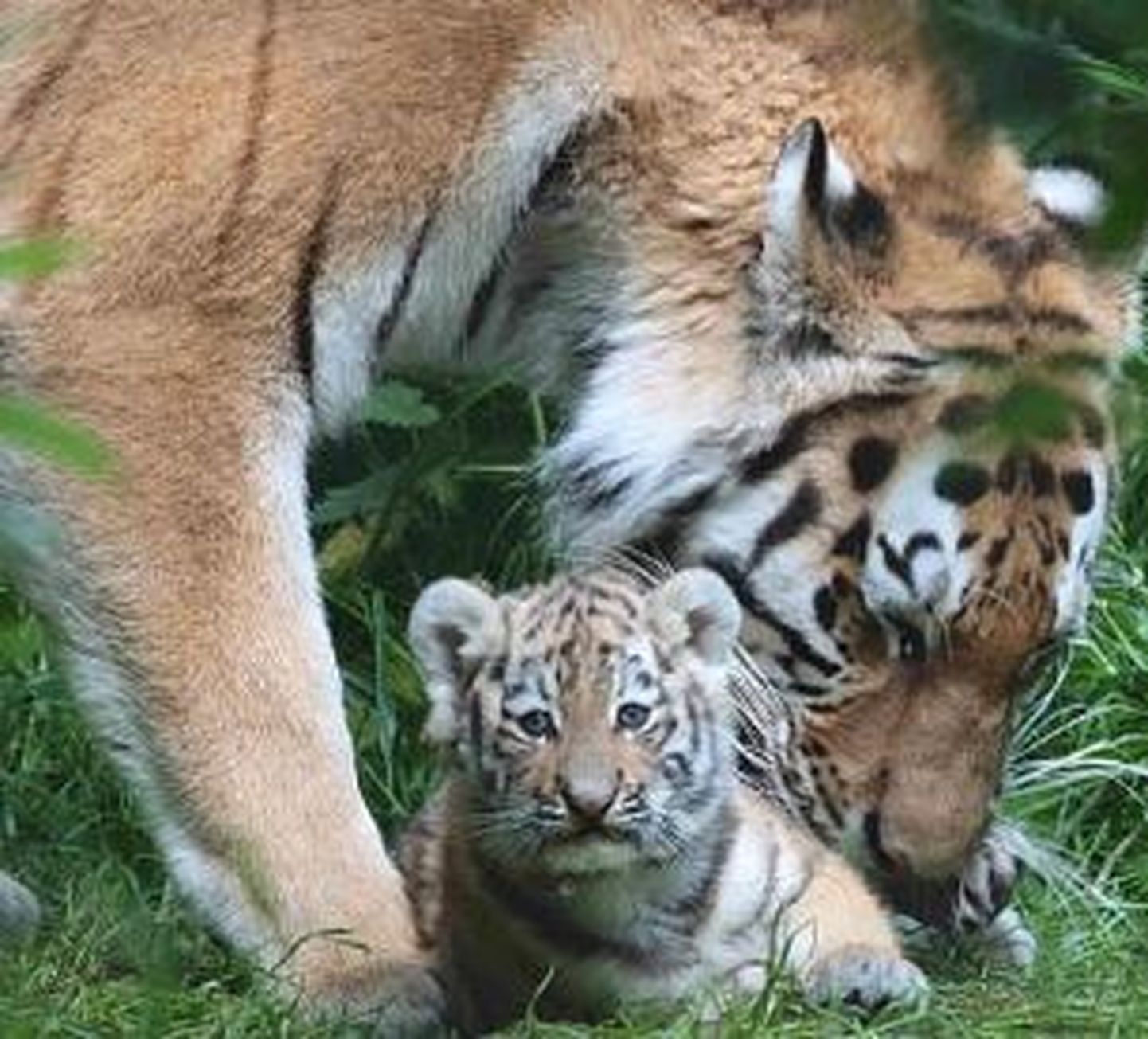 Kenti loomaaia emane amuuri tiiger Ingrid ühega oma kutsikatest