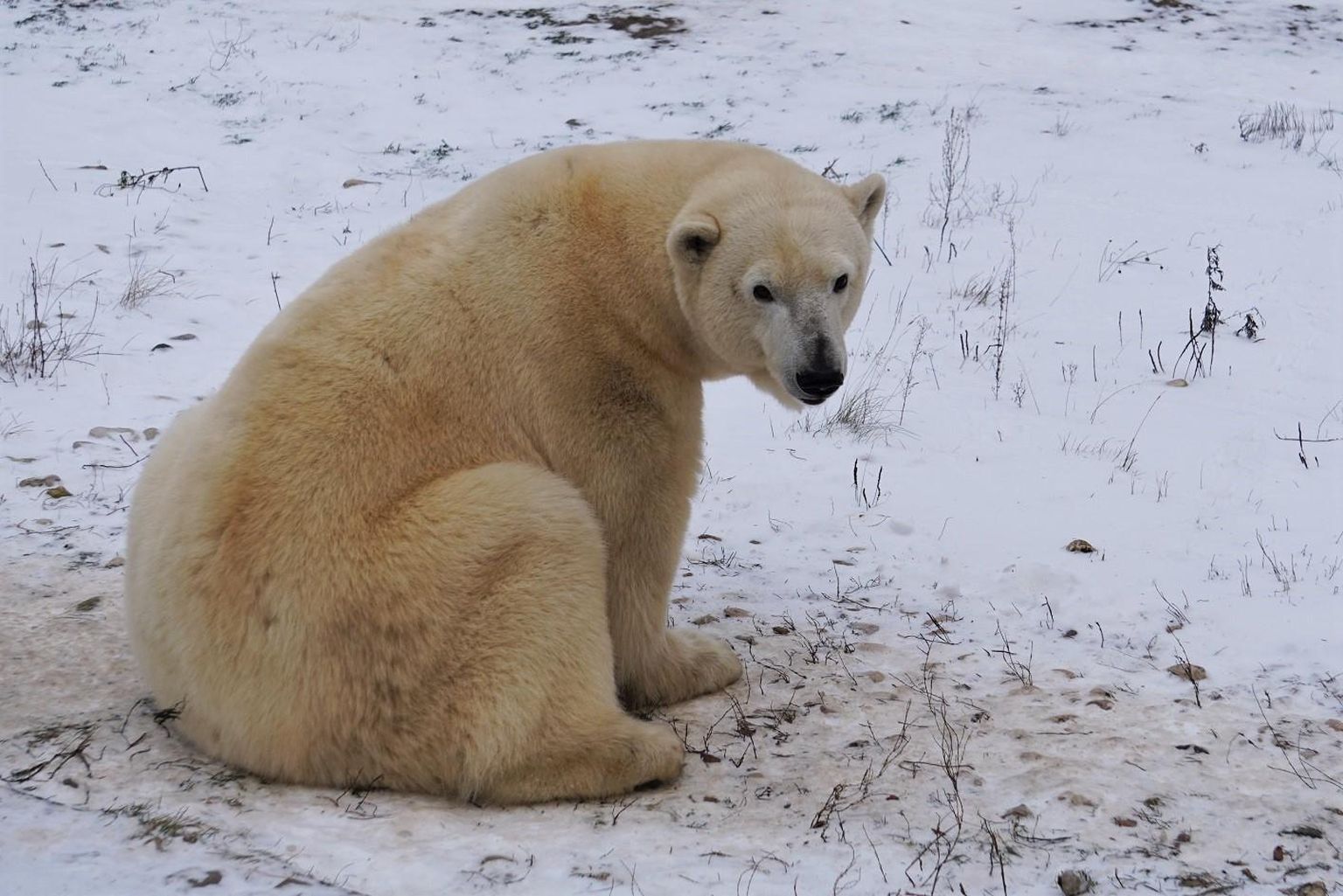 Медведица Фрида после потери первого медвежонка зимой 2021 года.
