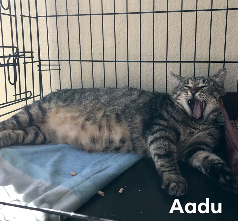 Artikli foto
