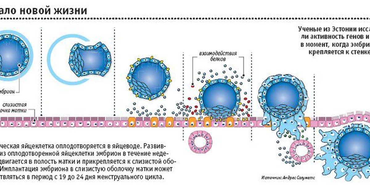 Почему происходит нарушение имплантации эмбриона? — Блог Reprolife