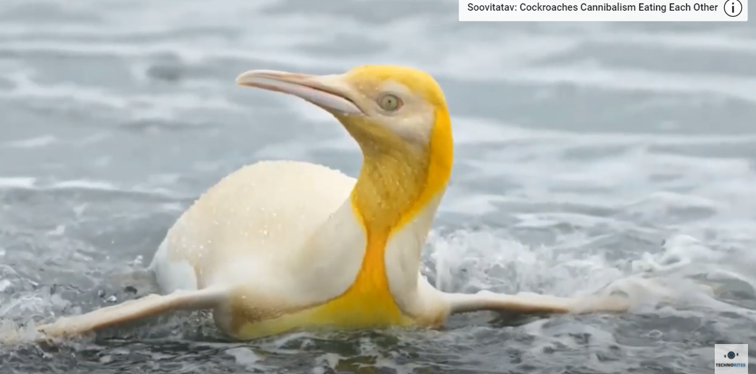 Lõuna-Georgia saare kollane pingviin