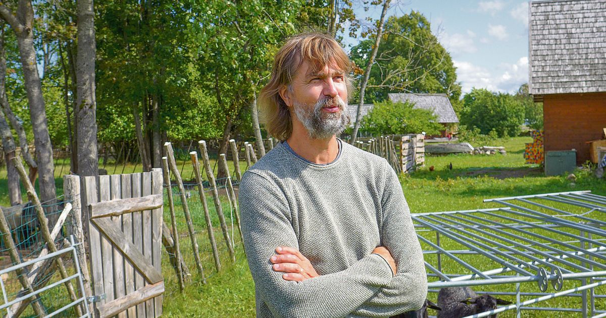 Madis Tiik: hind on nii madal, et pole mõtet lambaid müüa