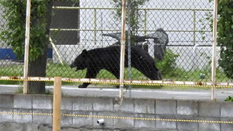 ÜLINUTIKAS LOOM ⟩ Nelja inimest rünnanud karu avas ise akna, põgenes ja on endiselt vabaduses