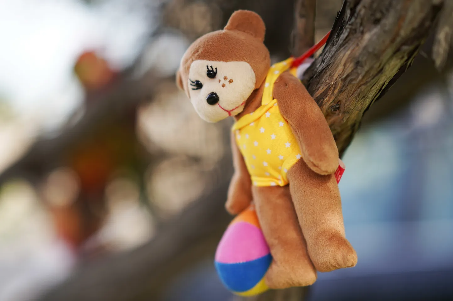 Kaisukaru ripub puu otsas Melbourne’i tänaval