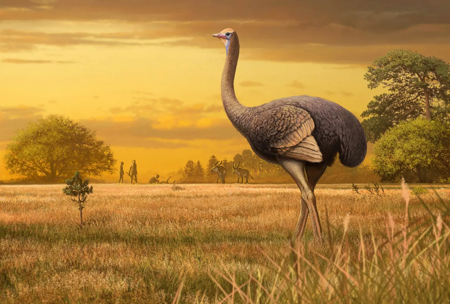 Pachystruthio dmanisensis