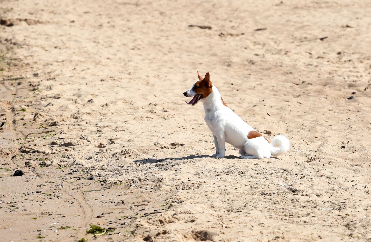 Собака на пляже в Вецаки