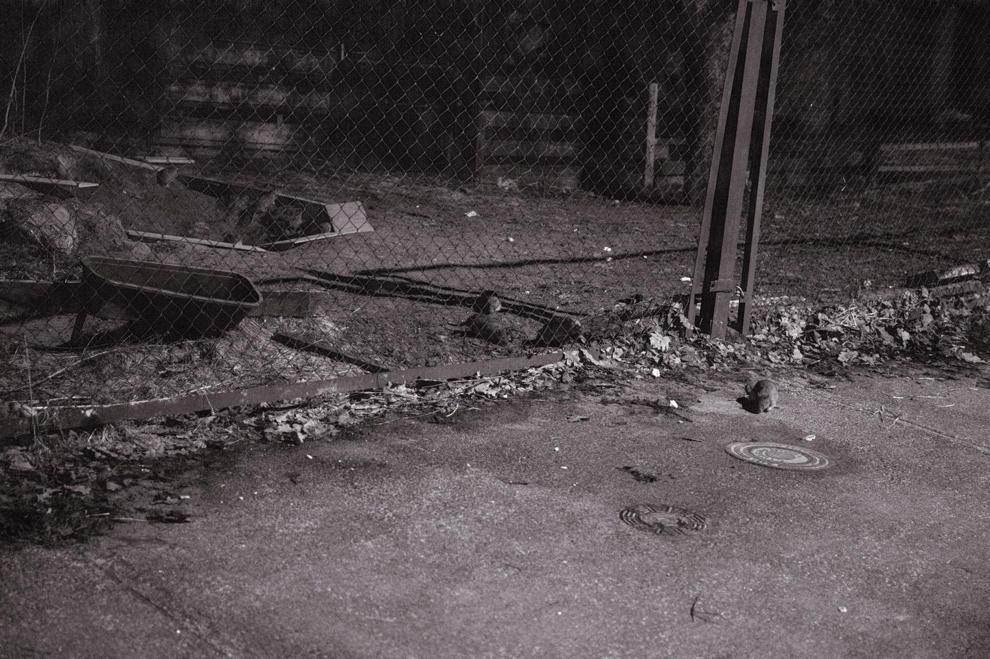 Kui ajakirjanik ja fotograaf üleeile selle maja aia taga käisid, askeldas Liiva 20 hoovis vähemalt kümme rotti.