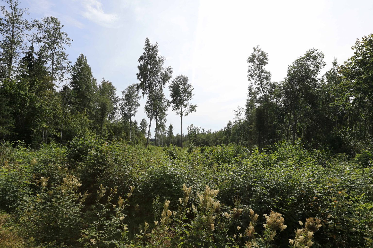 Raiesmik Tartumaal Maramaal: tavalise võsana tunduvast maatükist võib saada kaitseala, kus ehk kunagi tulevikus kõrgub liigirikas mets.
