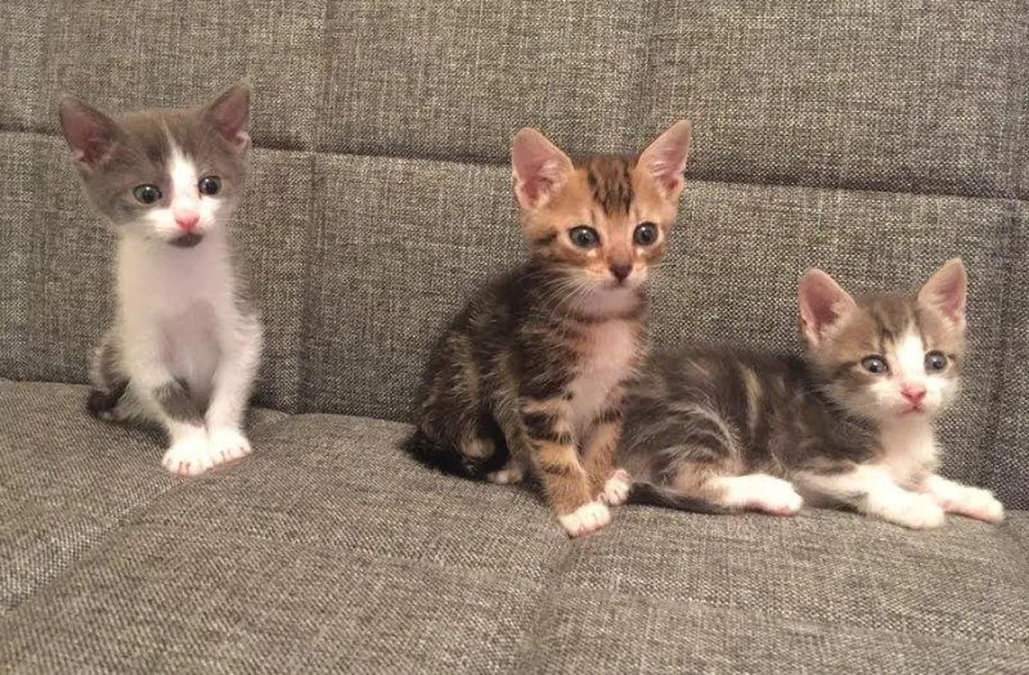 Artikli foto