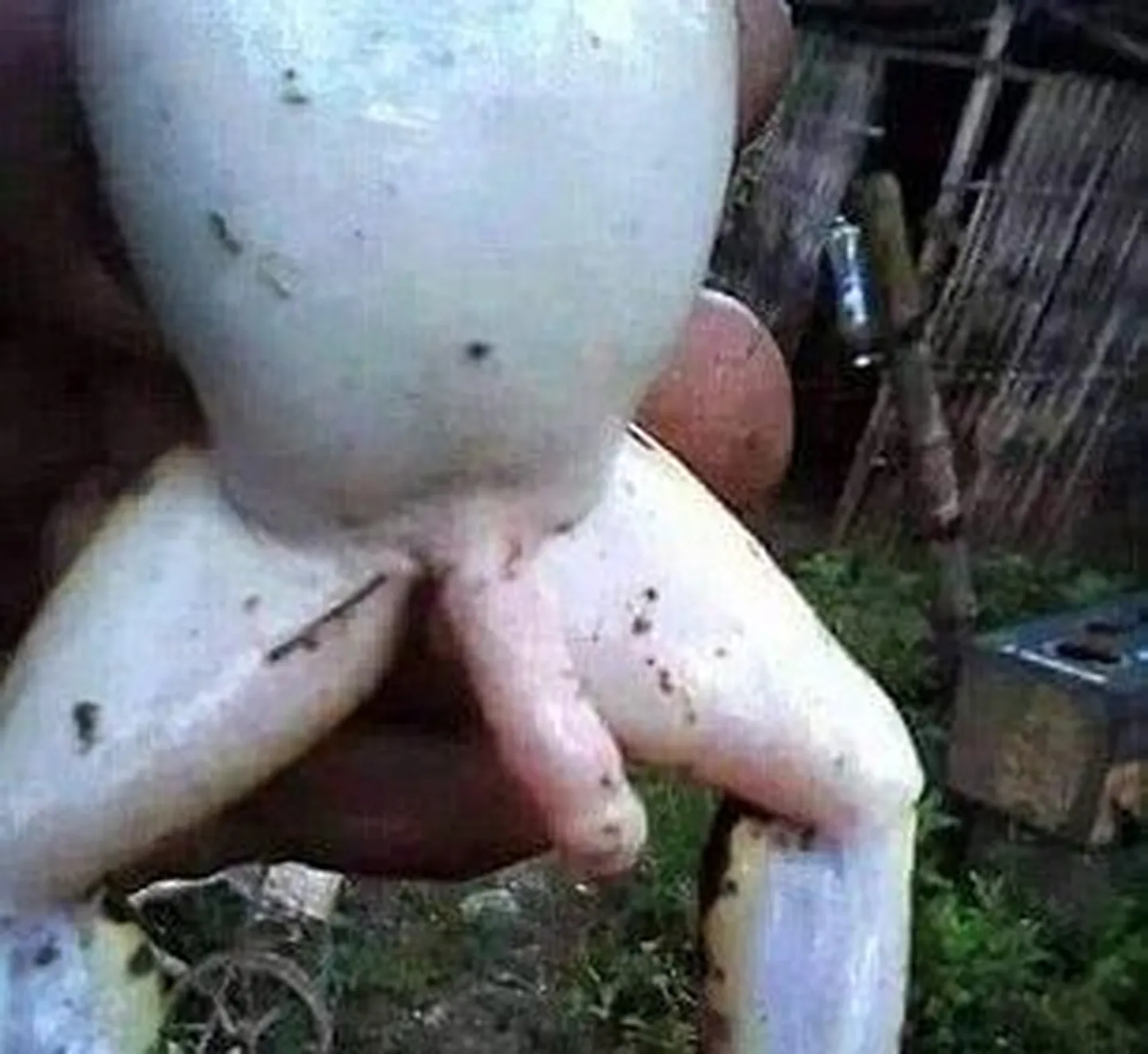 Artikli foto