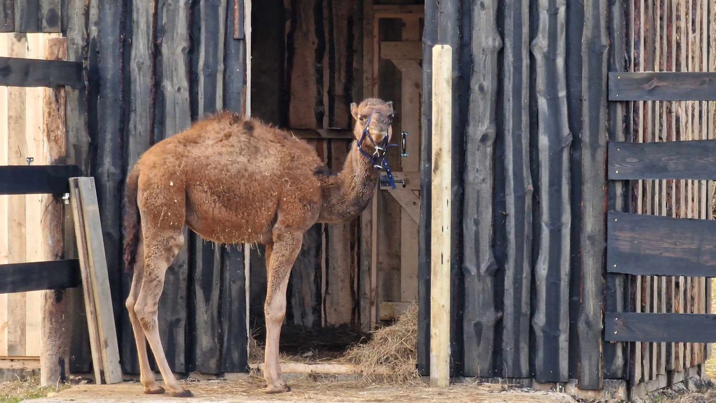 Saaremaa esimene kaamel