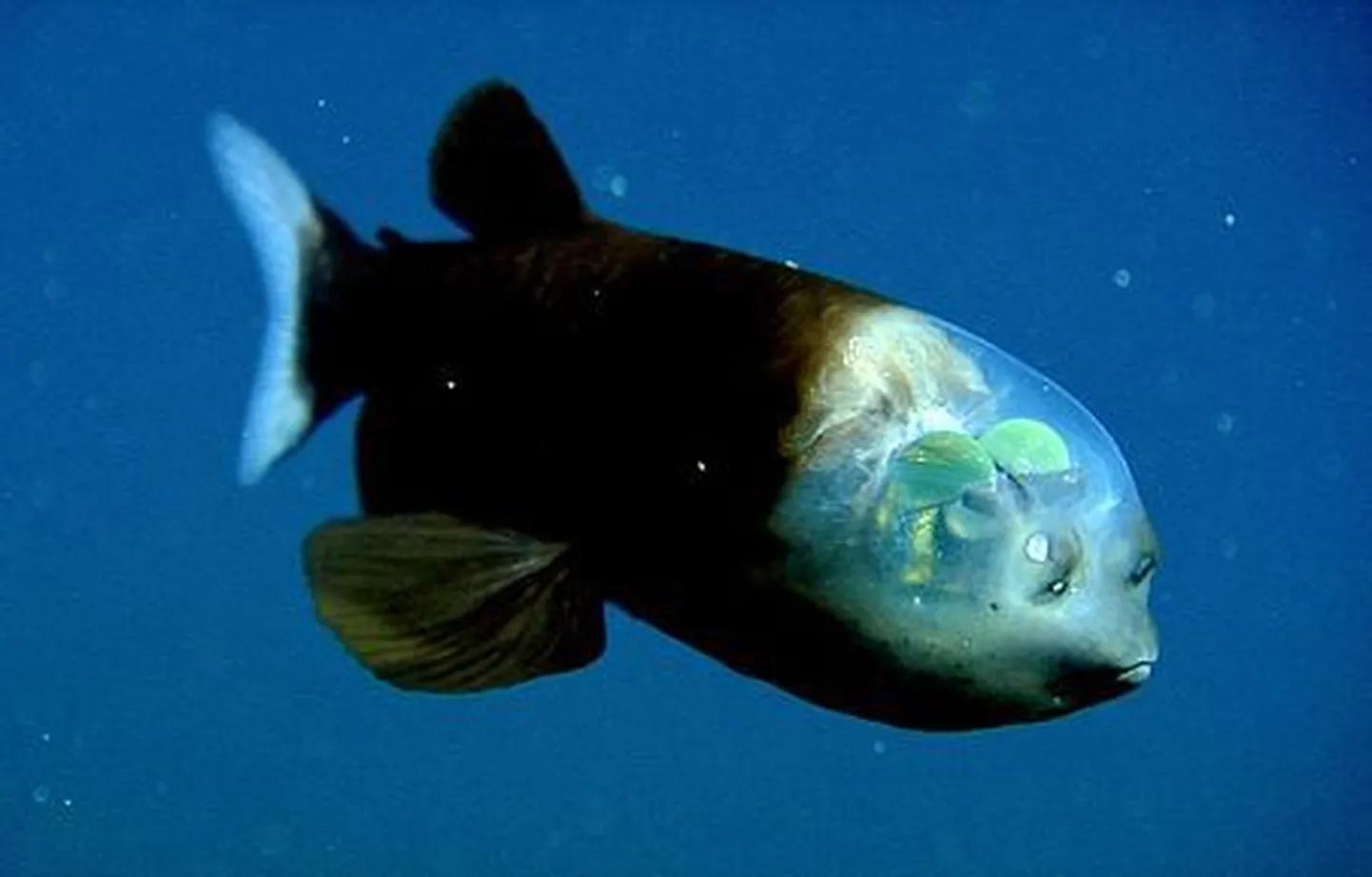 Macropinna microstoma